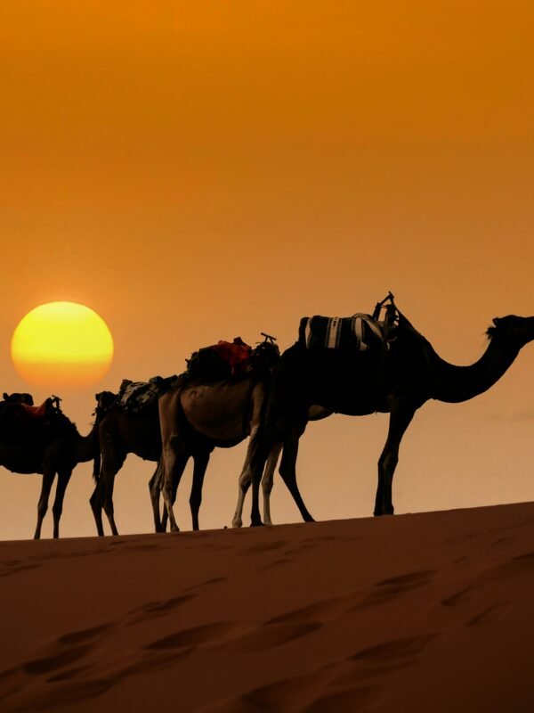 Best Morocco Tours in 2026 : Morocco Global Travel