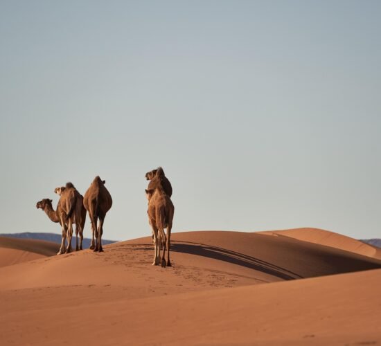 Best 12 Days Morocco tour from Casablanca or Marrakech
