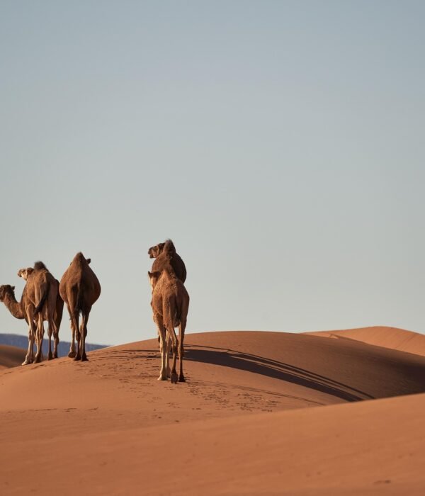 Best 12 Days Morocco tour from Casablanca or Marrakech