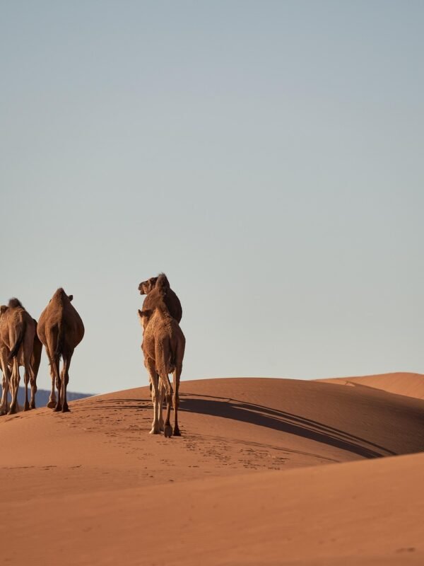 Best 12 Days Morocco tour from Casablanca or Marrakech