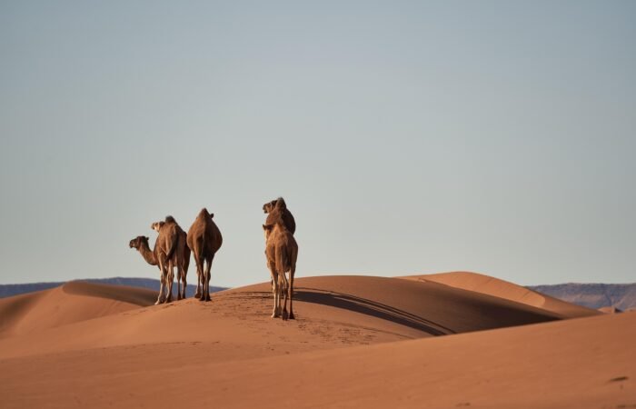 Best 12 Days Morocco tour from Casablanca or Marrakech