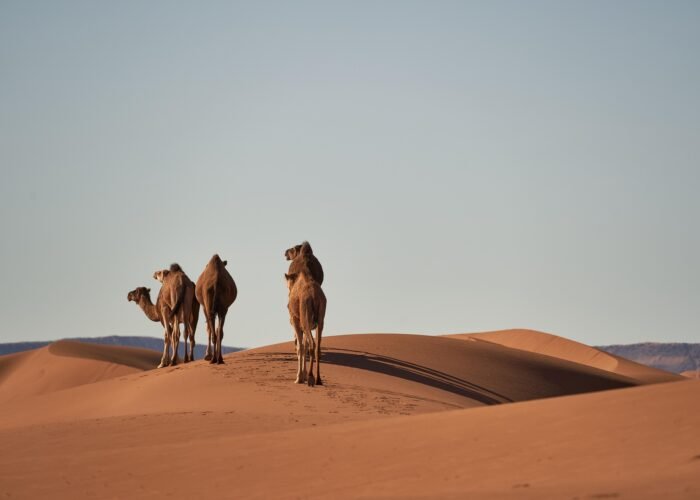 Best 12 Days Morocco tour from Casablanca or Marrakech