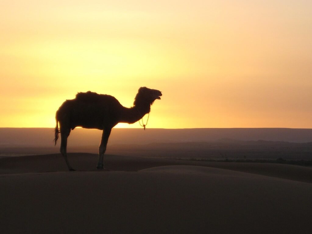 Morocco Tours from Australia
